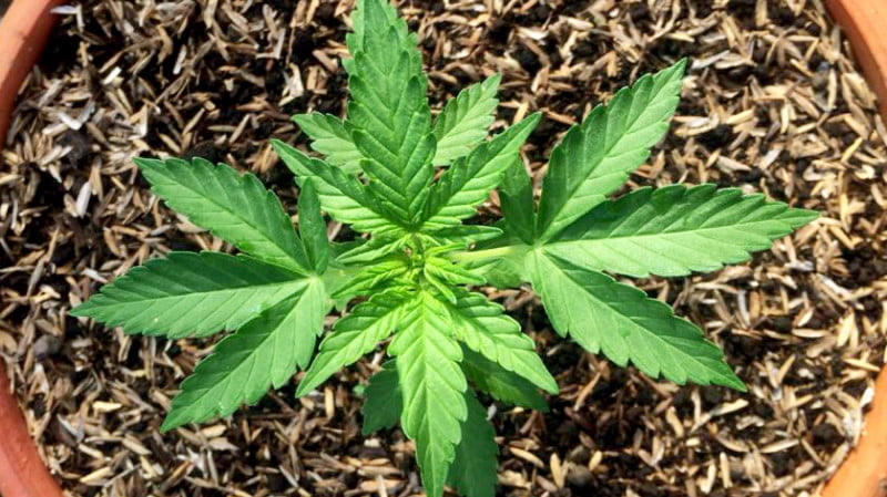 Columna de opinión de Cultivando un futuro mejor.Laaao